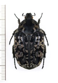 マダラハナムグリの一種　Anthracophora vietnamica　♀　ベトナム北東部
