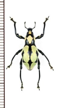 カタゾウムシの一種　Pachyrhynchus reicherti　 フィリピン(ミンダナオ島)