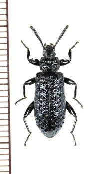 ゴミムシダマシの一種　Phymatestes sp.　フランス領ギアナ