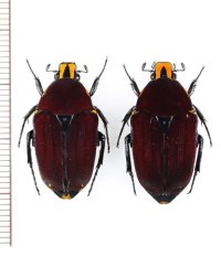 カバイロマダガスカルハナムグリ  ペア　 マダガスカル