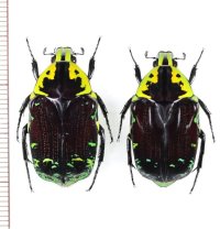 マダガスカルハナムグリの一種　Euchroea coelestis peyrierasi　ペア　 マダガスカル