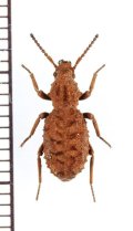 ゴミムシダマシの一種　Sepidium sp.　エチオピア