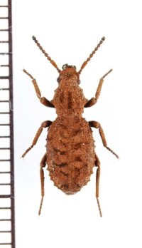 ゴミムシダマシの一種　Sepidium sp.　エチオピア