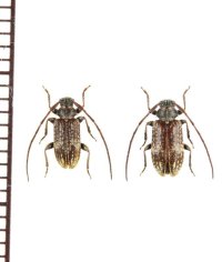 キカイジマノブオケシカミキリ　ペア　喜界島