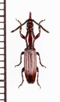 好蟻性オニミツギリゾウムシの一種　Eremoxenini species　♀　モザンビーク