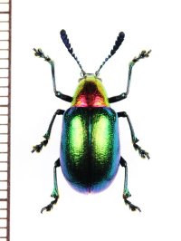 ハムシの一種　Chrysomeridae species　ジンバブエ