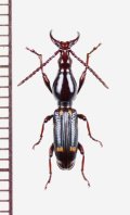 ミツギリゾウムシの一種　Brentidae species　ナミビア