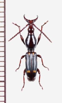 ミツギリゾウムシの一種　Brentidae species　ナミビア