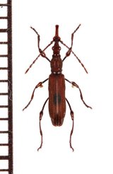 ミツギリゾウムシの一種　Brentidae species　ペルー