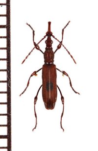 ミツギリゾウムシの一種　Brentidae species　ペルー