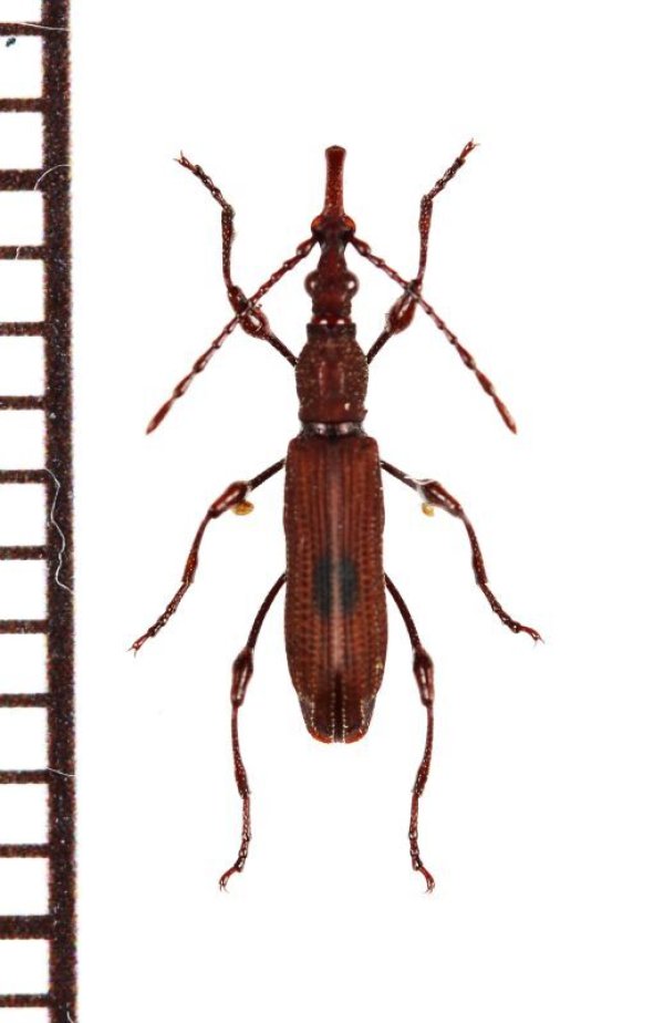 画像1: ミツギリゾウムシの一種　Brentidae species　ペルー