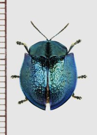 ブローチハムシの一種　Cyrtonota sp.　アルゼンチン