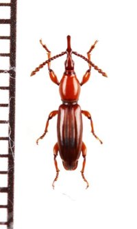 ミツギリゾウムシの一種　Brentidae species　フィリピン（ミンダナオ島）