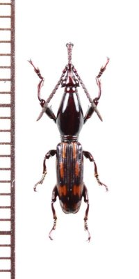ミツギリゾウムシの一種　Brentidae species　フィリピン（パラワン島）