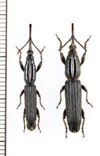 ミツギリゾウムシの一種　Brentidae species　ペア　フィリピン（ミンダナオ島）