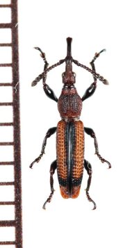 ミツギリゾウムシの一種　Brentidae species　フィリピン（ミンダナオ島）