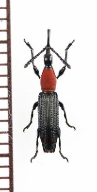 ミツギリゾウムシの一種　Brentidae species　フィリピン（ミンダナオ島）