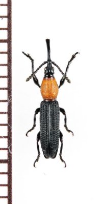 ミツギリゾウムシの一種　Brentidae species　フィリピン（ミンダナオ島）