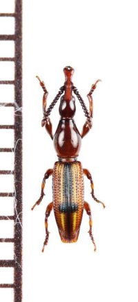 ミツギリゾウムシの一種　Brentidae species　フィリピン（ミンダナオ島）