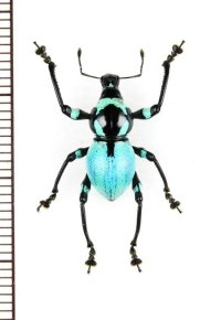 カタゾウムシの一種　Metapocyrtus jaysoni　フィリピン(ルソン島)