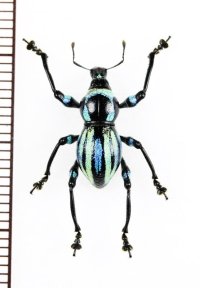カタゾウムシの一種　Metapocyrtus sp.　フィリピン(ルソン島)