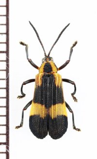 ベニボタル擬態のトゲハムシの一種　Hispinae species　ペルー