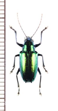 ハムシの一種　Chrysomeridae species　ペルー
