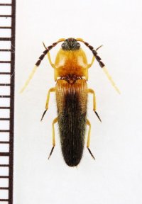 ベニボタル擬態のコメツキムシの一種　Elateridae species　ペルー