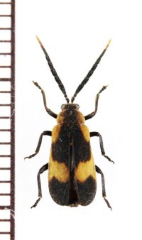 ベニボタル擬態のハムシの一種　Galerucini species　ペルー