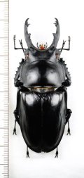 ペラルマトゥスマルバネクワガタ  ♂74.2mm  中国（広西チワン族自治区）