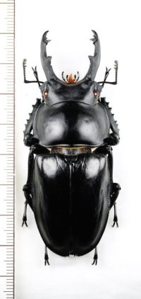 ペラルマトゥスマルバネクワガタ  ♂74.2mm  中国（広西チワン族自治区）