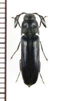 コメツキダマシの一種　Eucnemidae species　ベトナム北東部