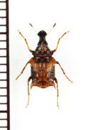 ヒゲナガゾウムシの一種　Merarius sp.　ベトナム北東部