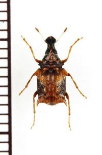 ヒゲナガゾウムシの一種　Merarius sp.　ベトナム北東部
