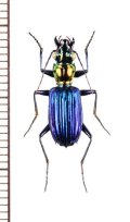 ニシキアトバゴミムシ　Catascopus regalis　ベトナム北中部