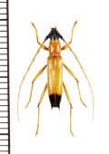 ベニボタル擬態のカミキリムシの一種　Pantonyssus sp.　ペルー