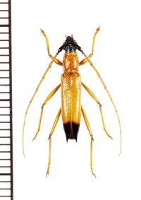 ベニボタル擬態のカミキリムシの一種　Pantonyssus sp.　ペルー