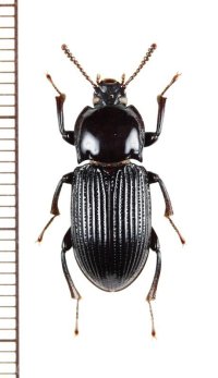 ゴミムシダマシの一種　Tenebrionidae species　オーストラリア