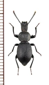ゴミムシダマシの一種　 Cephalostenus orbicollis　♀　トルコ