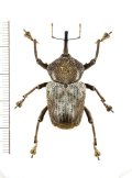 ゾウムシの一種　Curculionidae species　ペルー