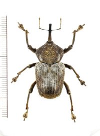 ゾウムシの一種　Curculionidae species　ペルー