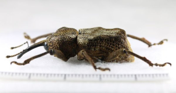 画像2: ゾウムシの一種　Curculionidae species　ペルー