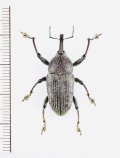 ゾウムシの一種　Curculionidae species　ペルー