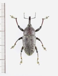 ゾウムシの一種　Curculionidae species　ペルー
