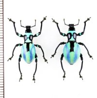 カタゾウムシの一種　Pachyrhynchus sp.　ペア　フィリピン(ルソン島)