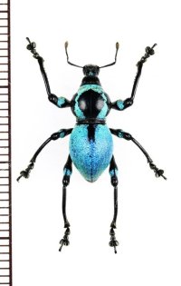 カタゾウムシの一種　Metapocyrtus jaysoni　フィリピン(ルソン島)