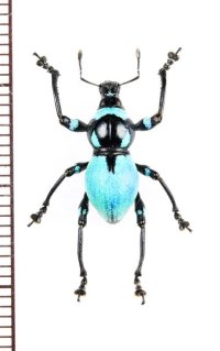 カタゾウムシの一種　Metapocyrtus jaysoni　フィリピン(ルソン島)