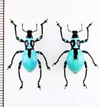 カタゾウムシの一種　Pachyrhynchus caeruleus　ペア　フィリピン(ルソン島)