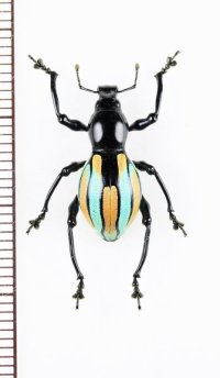カタゾウムシの一種　Pachyrhynchus sp.　フィリピン(ルソン島)