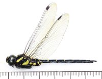 オキナワサラサヤンマ　♂　沖縄本島